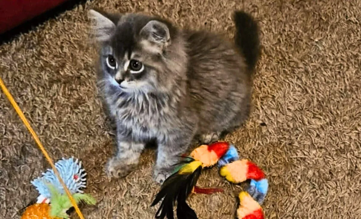 Minsta kattungen — störst i personlighet