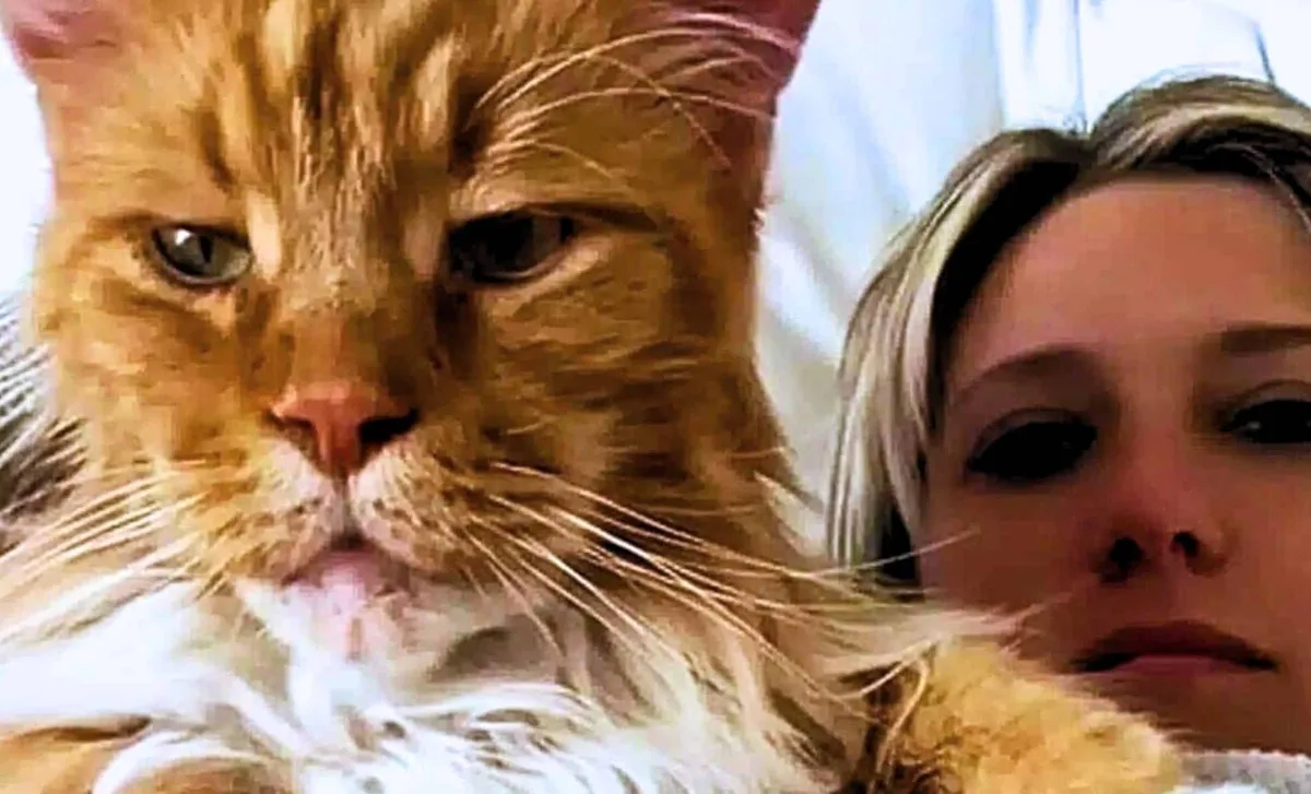 Finn, den imponerande katten från San Carlos