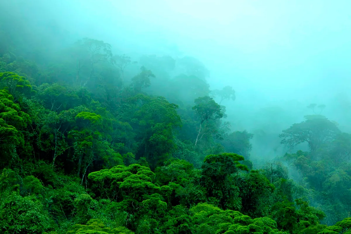 Amazonas oväntade tillväxtfenomen