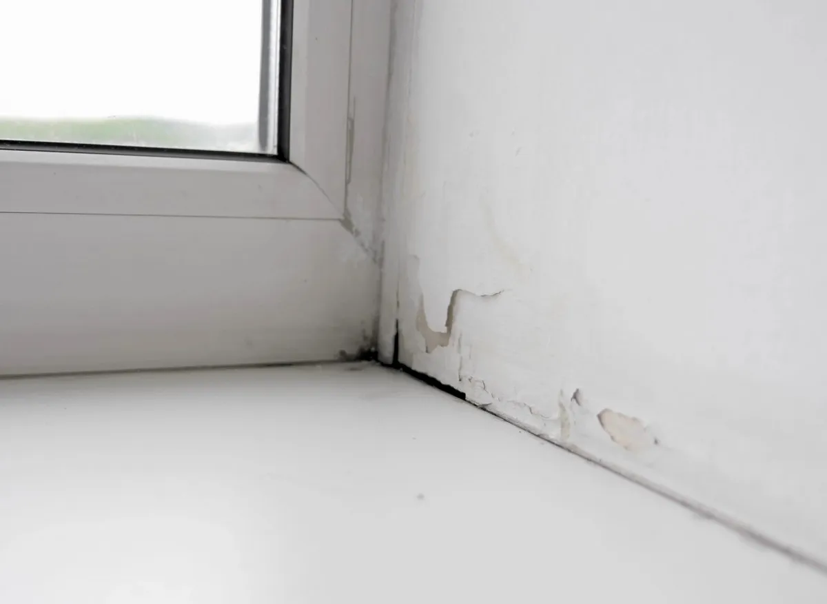 Naturliga metoder mot fukt och mögel med salt och rosmarin