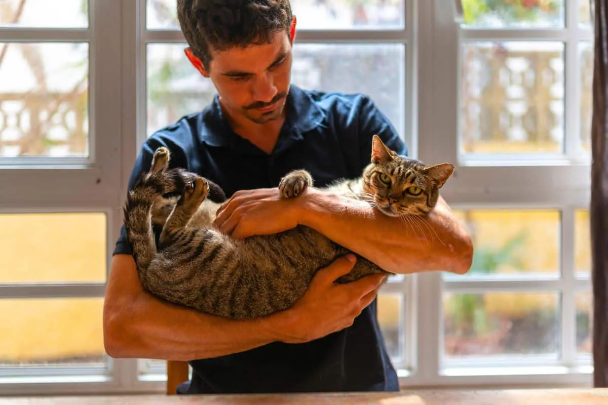 Katter och minnet: myt eller vetenskaplig fakta?