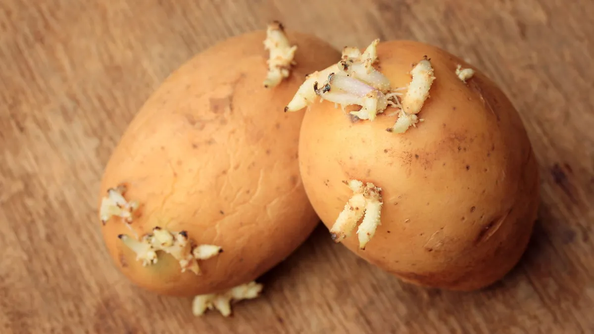 Förläng potatisens hållbarhet med blanchering och frysning