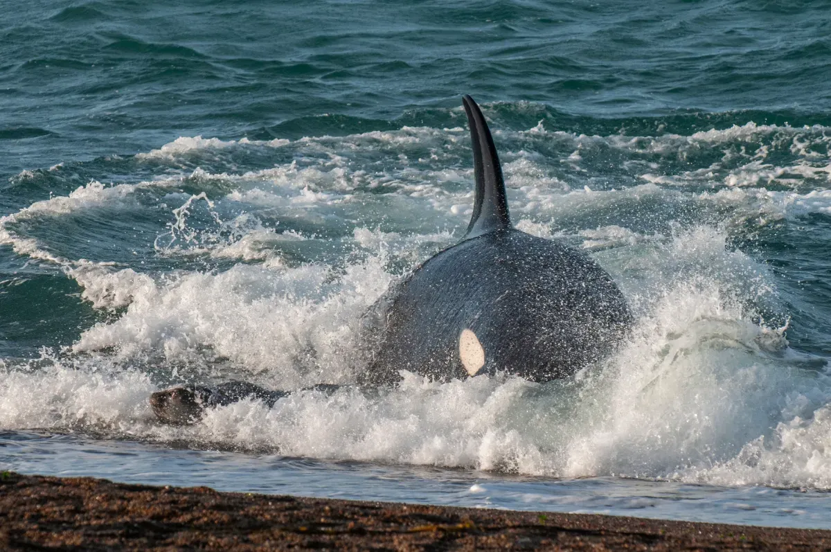 Späckhuggare och deras oväntade möten med sjöfarten