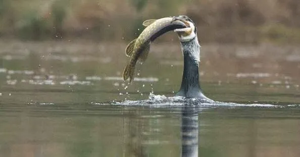 Jura – "Han äventyrar de skyddade fiskarna i våra floder": storskarven på fiskarnas radar