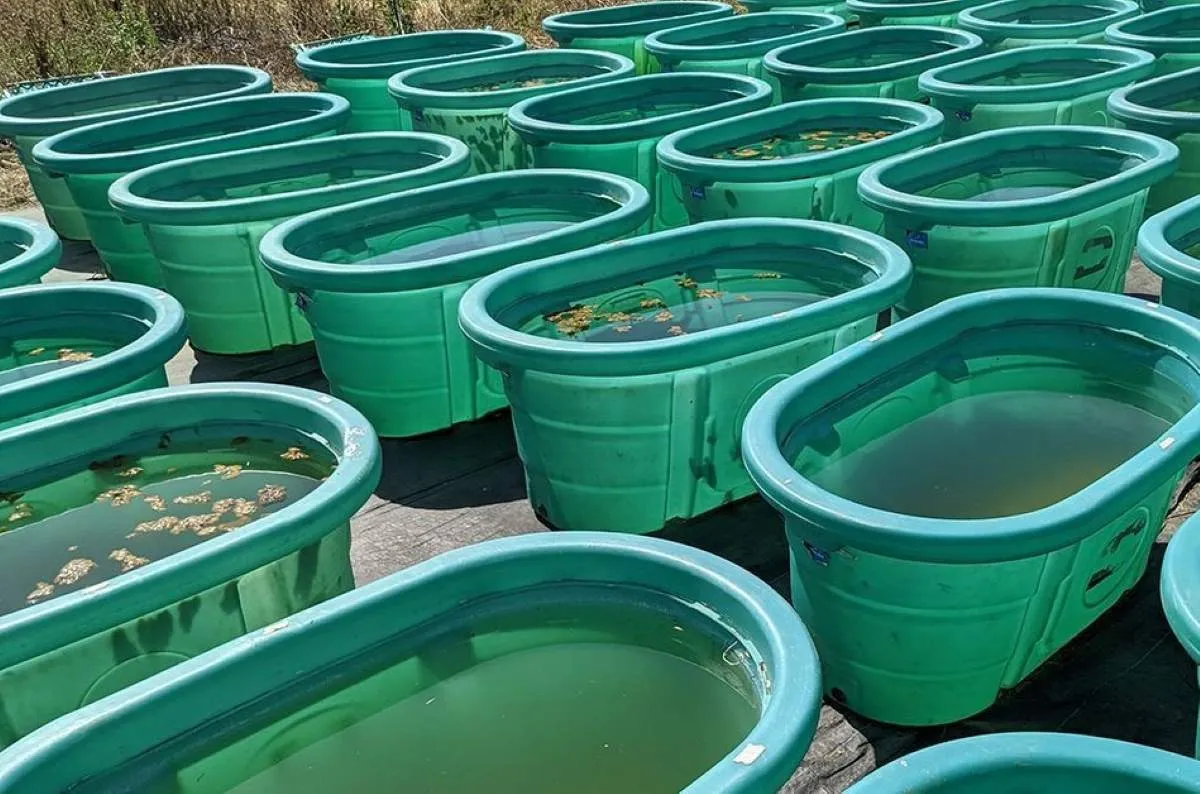 Så rubbar mikroplaster balansen i vattenekosystem