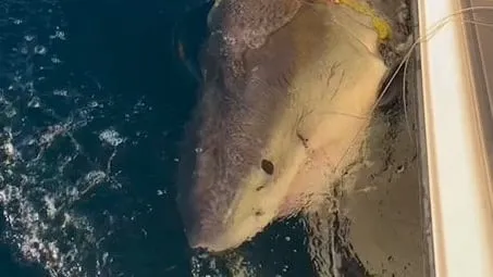 Den största vita hajen med sändare hittad igen