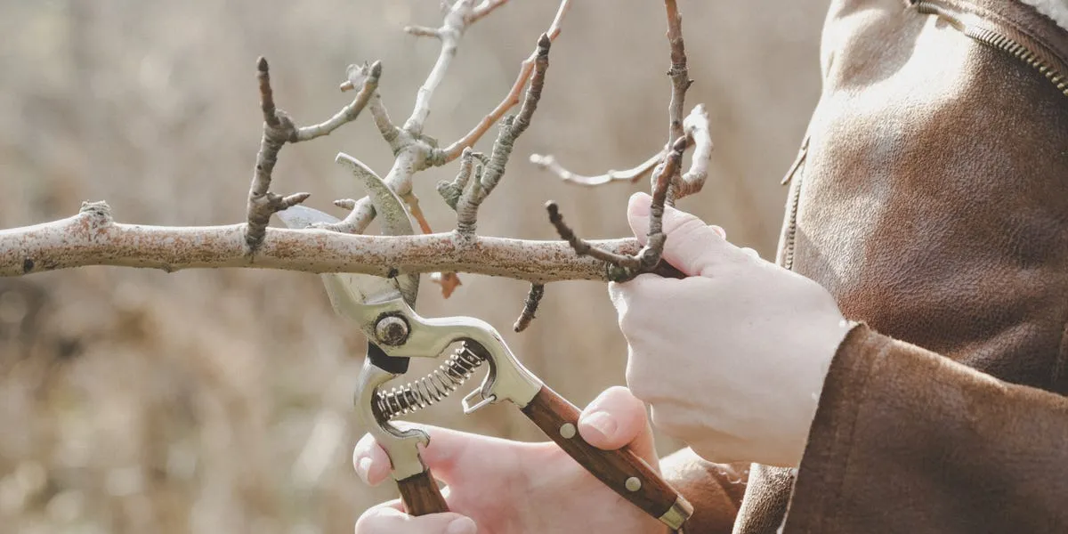 Åtgärder i trädgården i januari: praktiska beskärningstips för dina växter