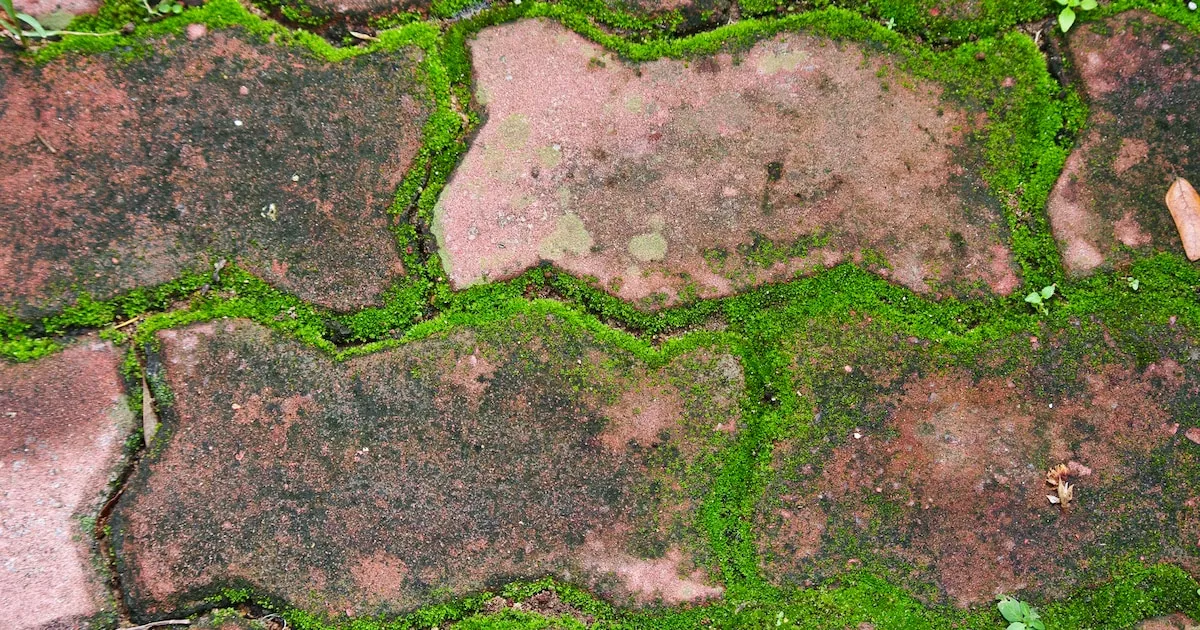 Enkla huskurer som tar bort mossa från gångar och terrasser