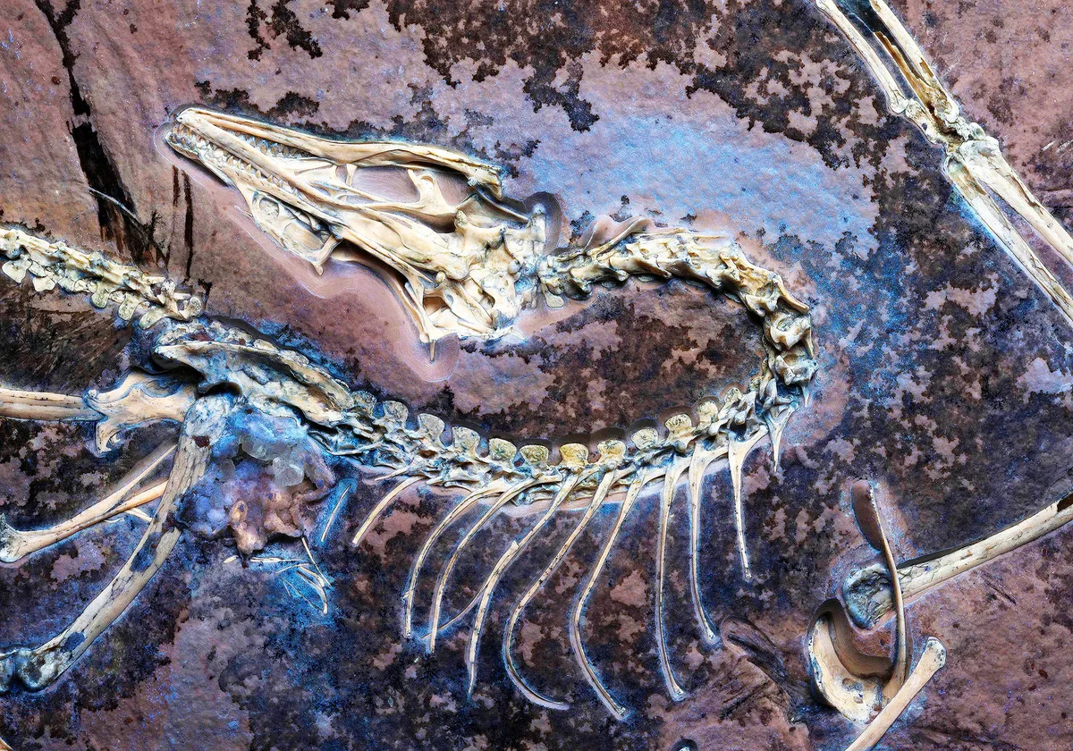 Upptäckten av Chicago Archaeopteryx: ett nytt kapitel i fåglarnas evolution