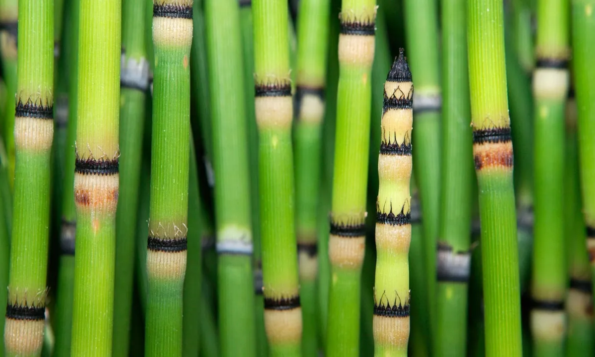 Genombrott i växtvärlden: nya rön om syreisotoper i Equisetum