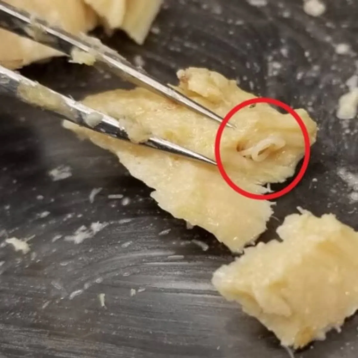 De öppnade en burk lax som varit utgången i 50 år: det de hittade förändrar marinvetenskapen