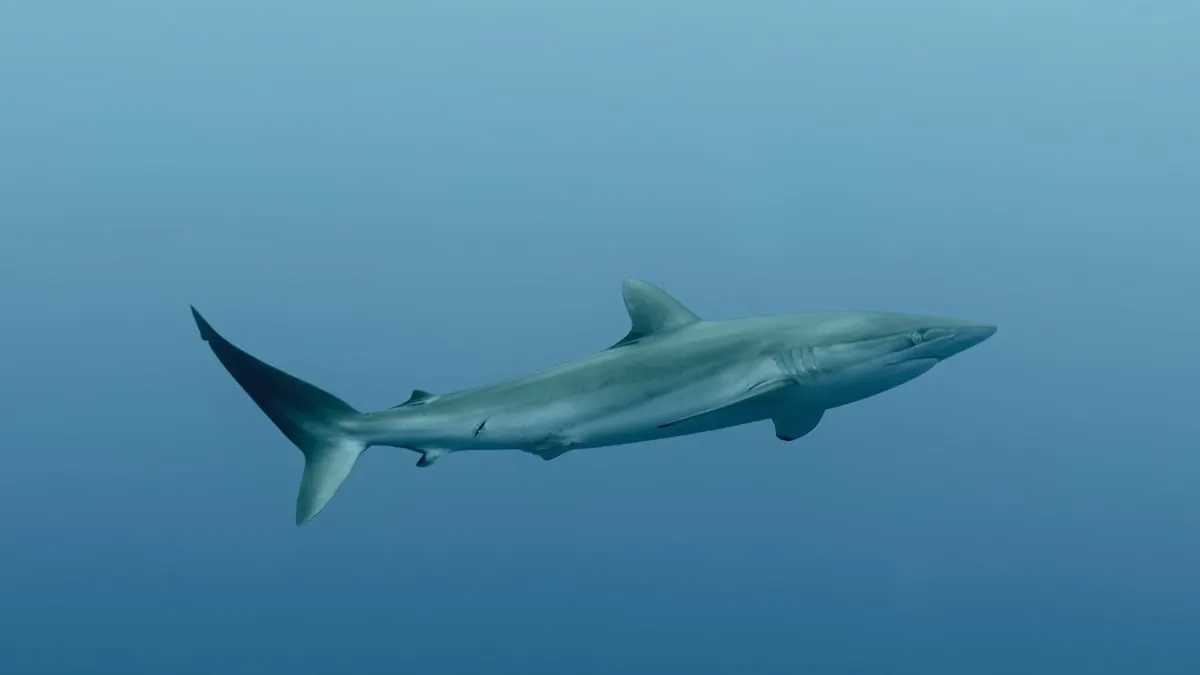 Molekylär teknik avslöjar otillåten hajförsäljning på ecuadorianska marknader